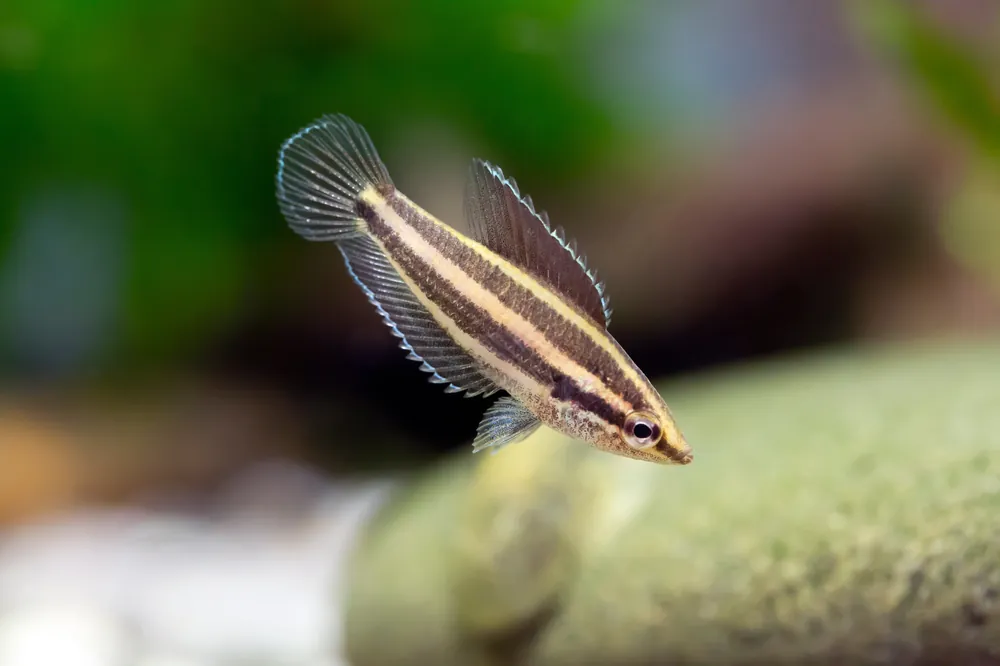 Deissner's Licorice Gourami - Cuboid Nature Aquarium