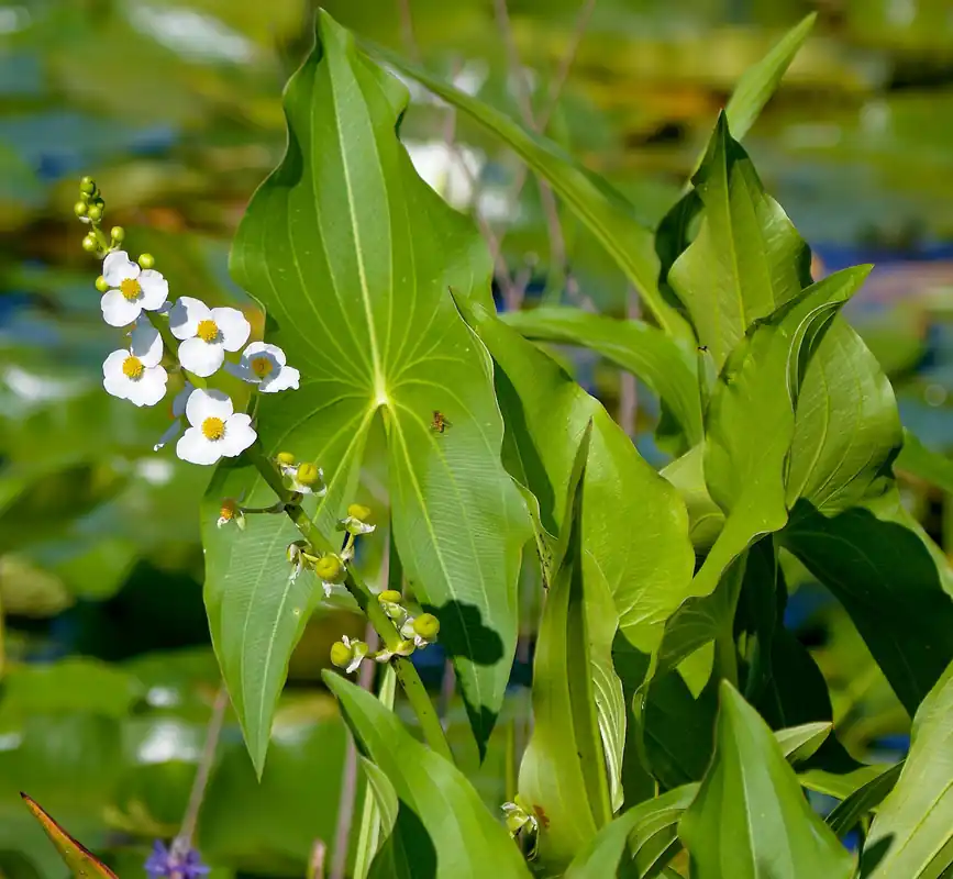 Arrowhead - Aquascaping Unlimited