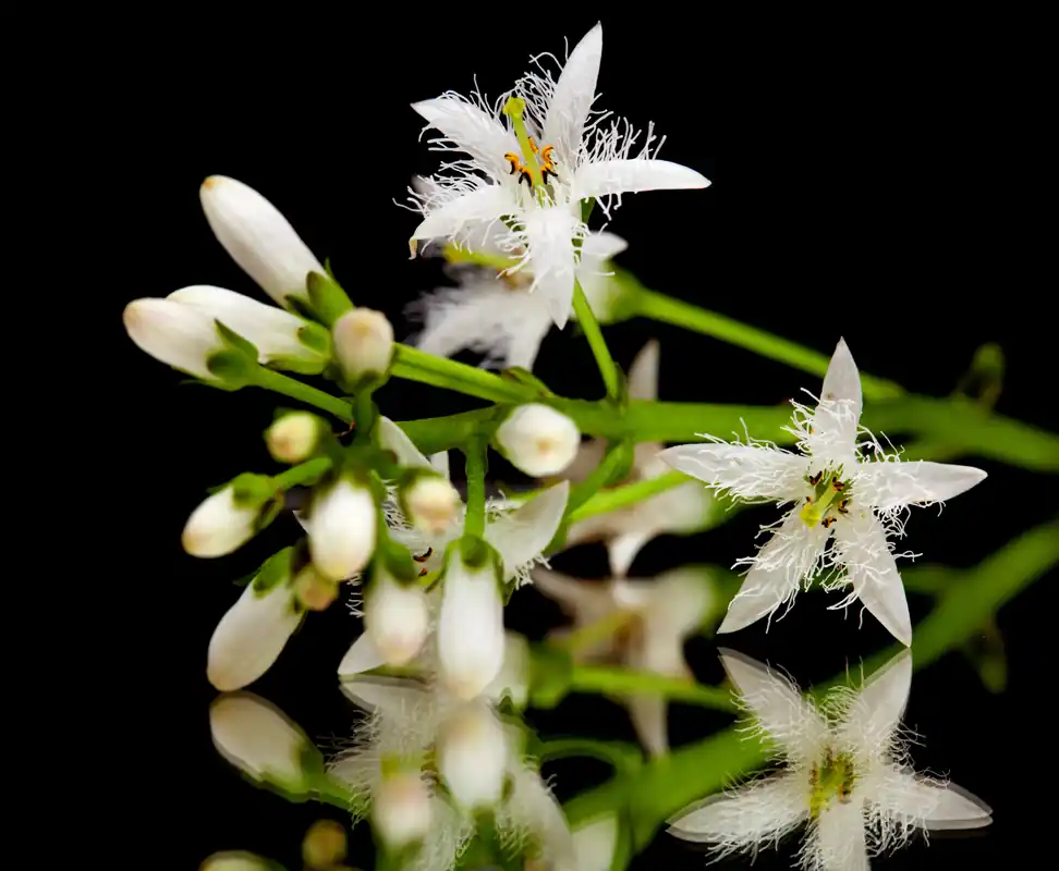 Bog Bean - Aquascaping Unlimited