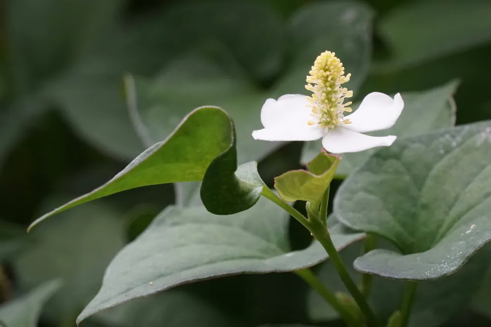 Chameleon Plant - Aquascaping Unlimited