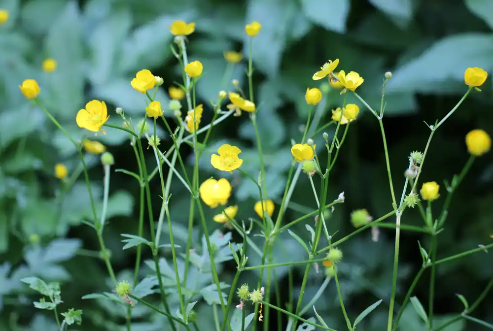 Creeping Spearwort - Aquascaping Unlimited