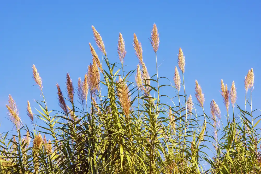 Giant Reed Grass - Aquascaping Unlimited