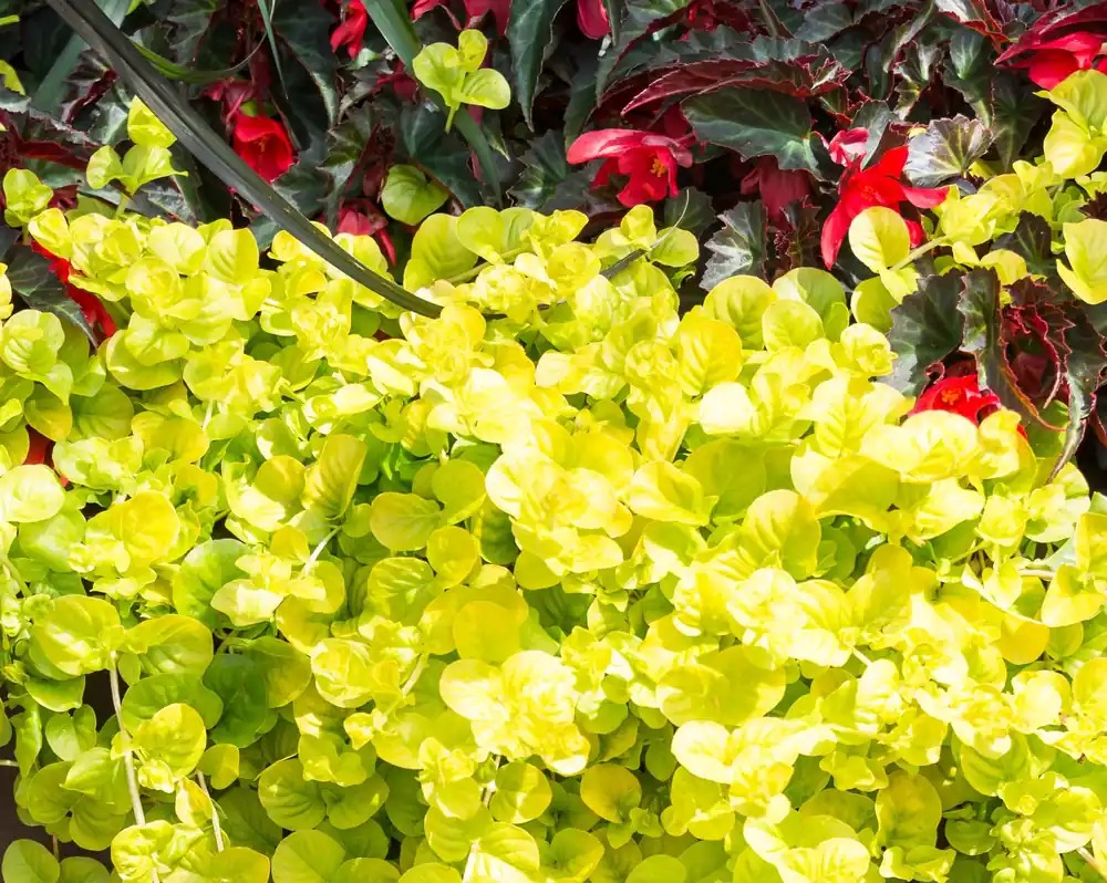 Gold Creeping Jenny - Aquascaping Unlimited