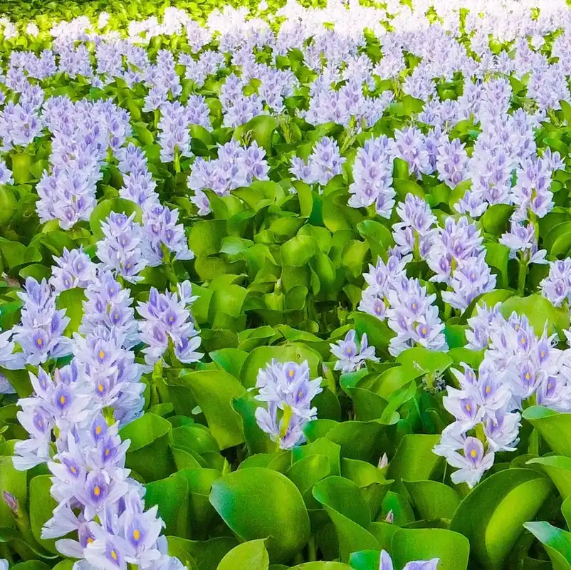 Water Hyacinth - Aquascaping Unlimited