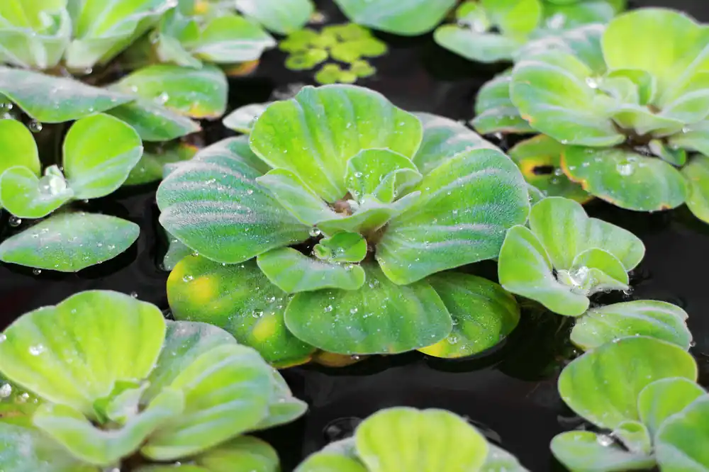 Water Lettuce - Aquascaping Unlimited