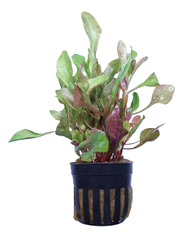 Alternanthera Bettzickiana Red - Cuboid Nature Aquarium