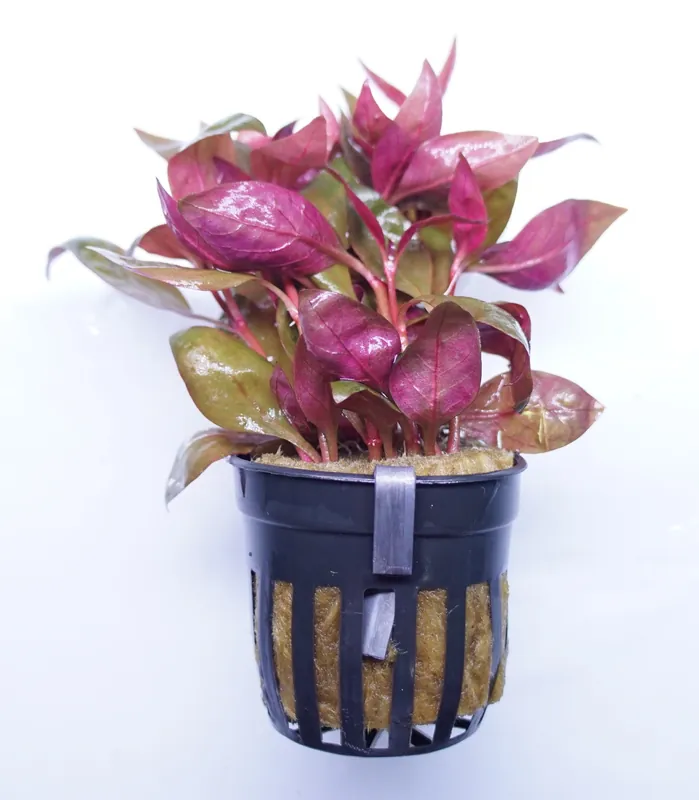 Alternanthera Lilacina - Cuboid Nature Aquarium