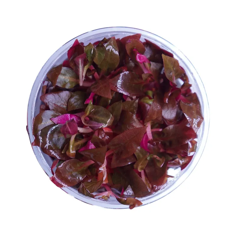 Alternanthera Reineckii Mini - Cuboid Nature Aquarium