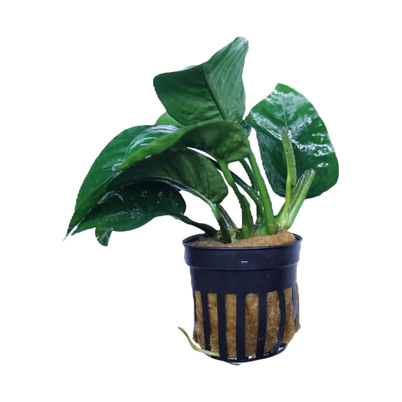 Anubias Barteri - WaterScape