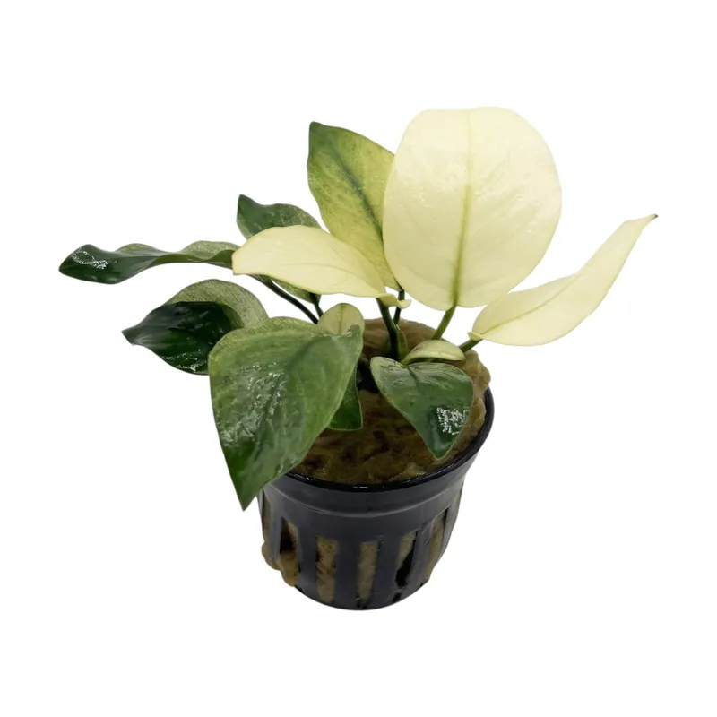 Anubias Barteri Broad White - Cuboid Nature Aquarium