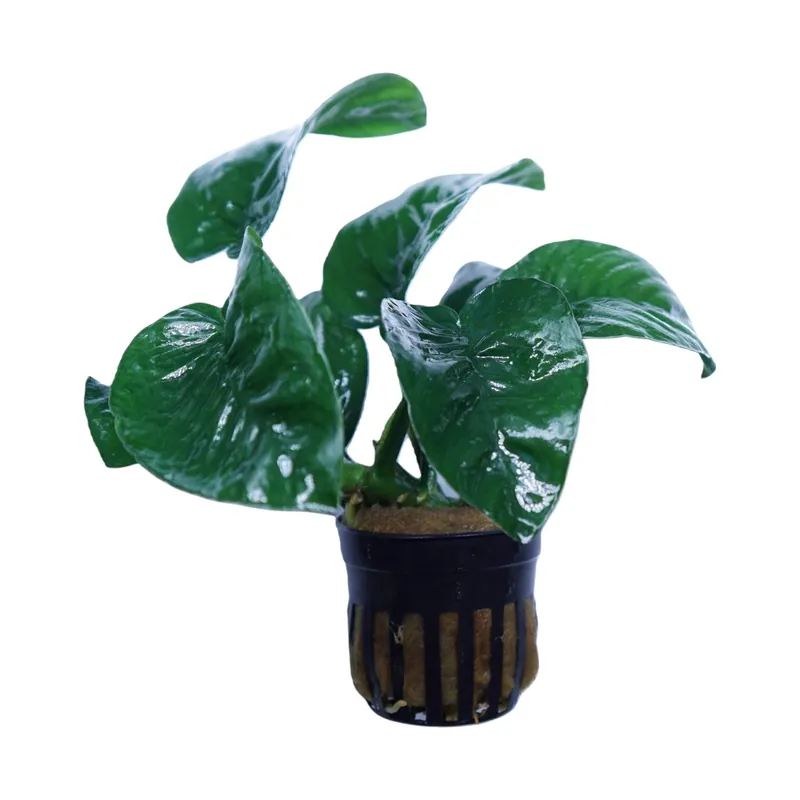 Anubias Barteri Butterfly - Cuboid Nature Aquarium