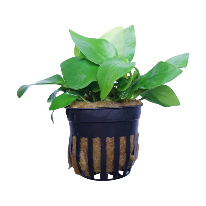 Anubias Barteri Nana Golden - Cuboid Nature Aquarium