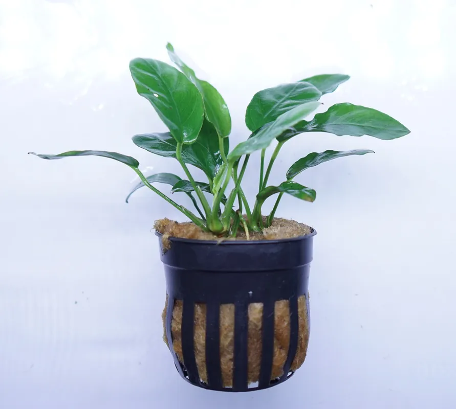 Anubias Barteri Nana Paxing - Cuboid Nature Aquarium