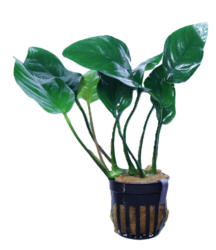 Anubias Barteri Nana Tropica - Cuboid Nature Aquarium
