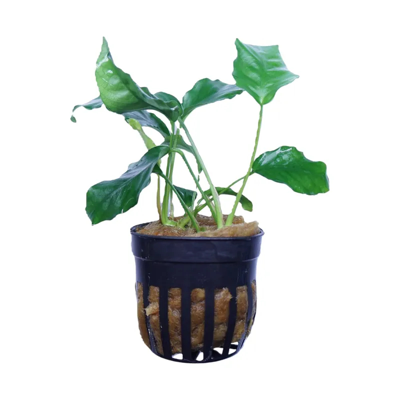 Anubias Barteri Nana Wrinkle Leaf - Cuboid Nature Aquarium