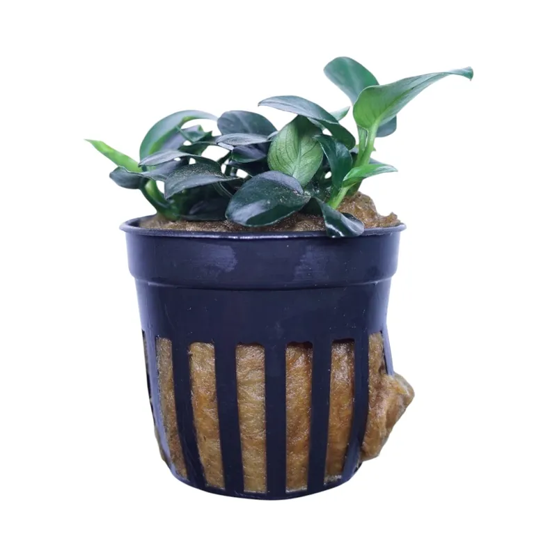 Anubias Barteri Petite Round - Cuboid Nature Aquarium