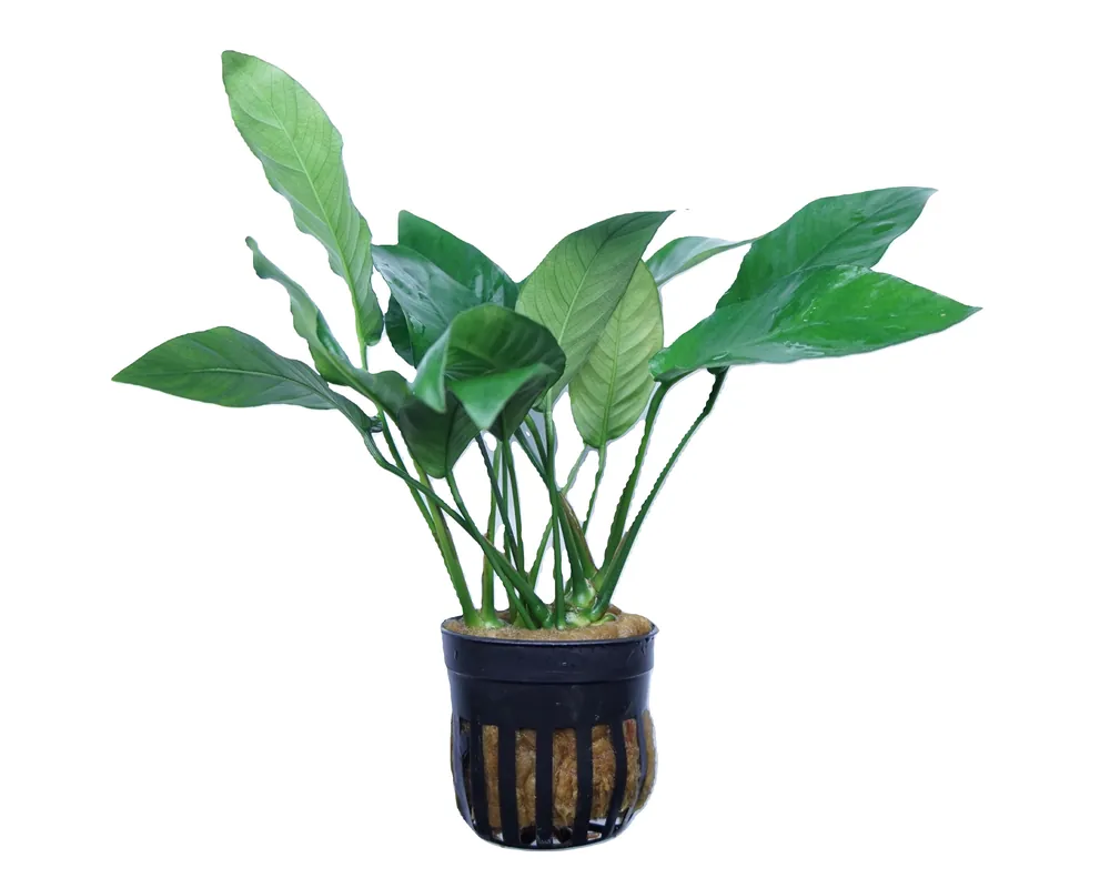 Anubias Barteri Striped - Cuboid Nature Aquarium