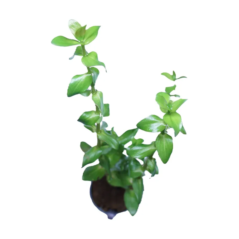 Bacopa caroliniana - WaterScape