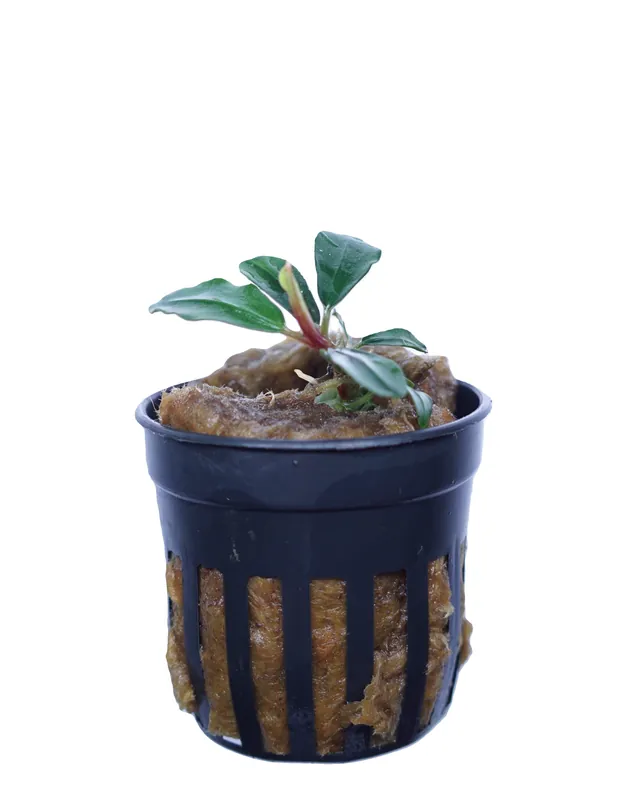 Bucephalandra Apple Leaf - Cuboid Nature Aquarium