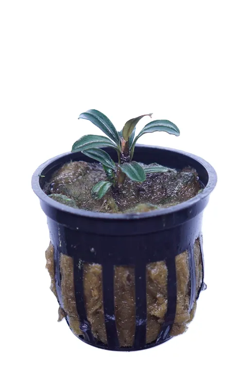 Bucephalandra Brownie Phoenix - Cuboid Nature Aquarium