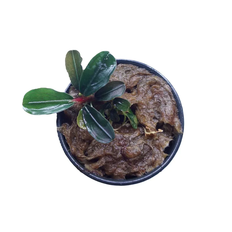 Bucephalandra Kedagang Mini Round - Cuboid Nature Aquarium