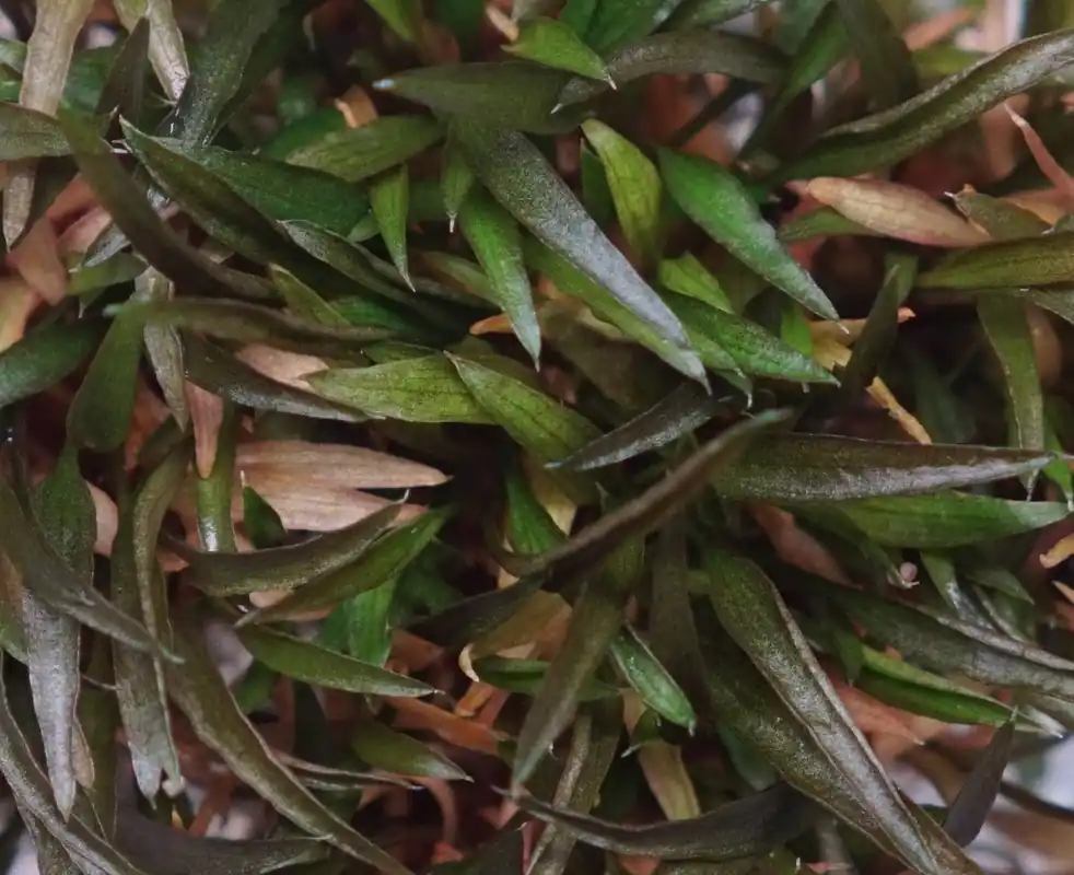 Cryptocoryne Axelrodi - Cuboid Nature Aquarium