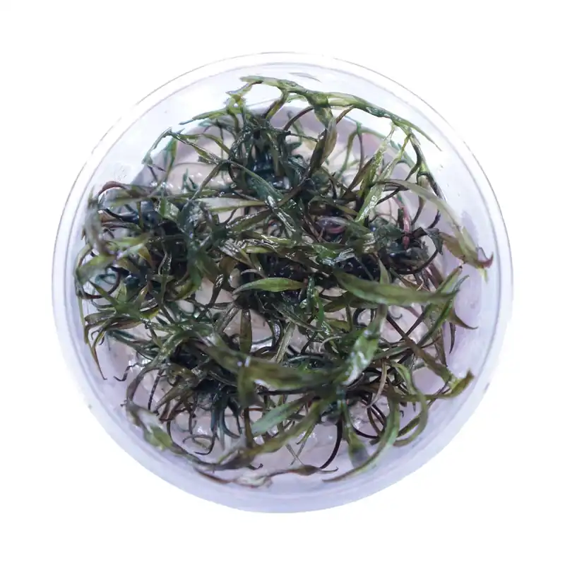 Cryptocoryne Nurii - Cuboid Nature Aquarium