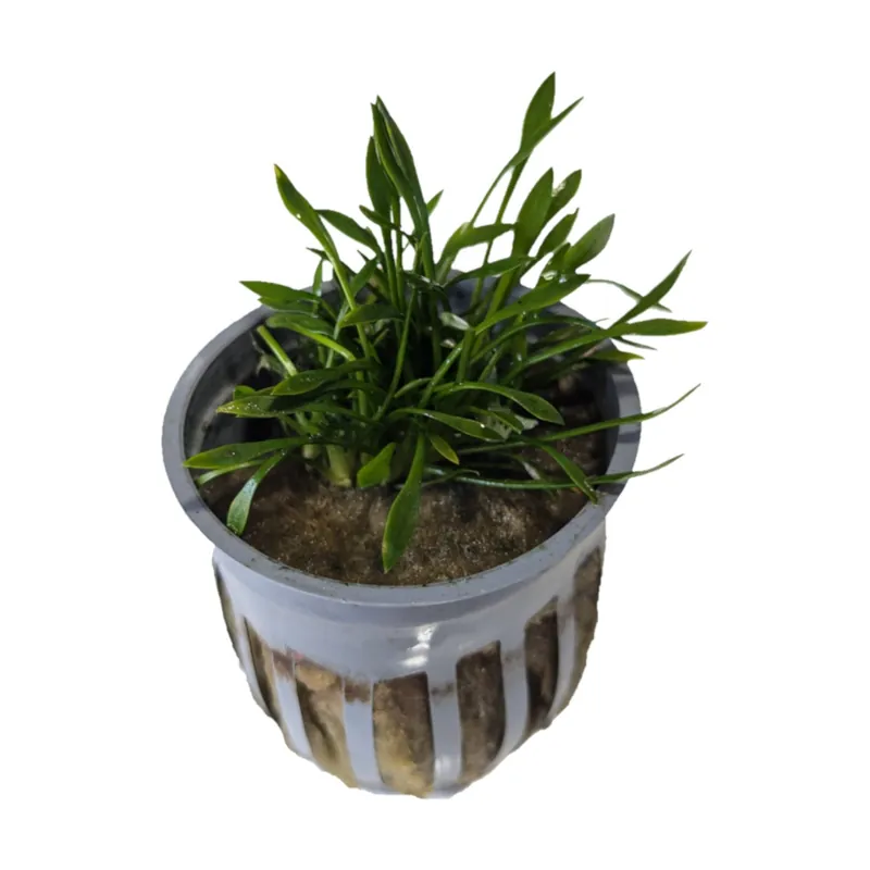 Cryptocoryne Parva - Cuboid Nature Aquarium