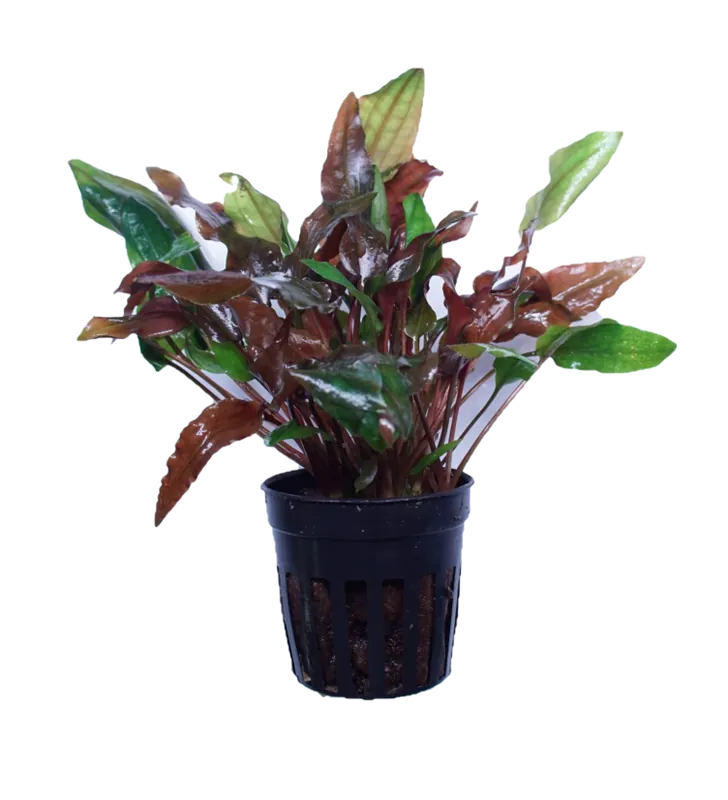Cryptocoryne Walkeri - Cuboid Nature Aquarium
