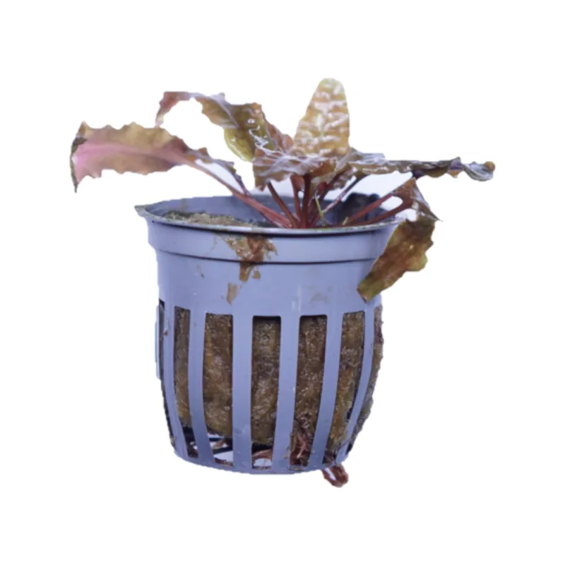 Cryptocoryne Wendtii Brown - Cuboid Nature Aquarium