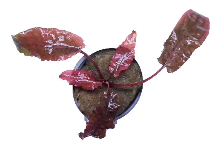Cryptocoryne Wendtii Flamingo - WaterScape