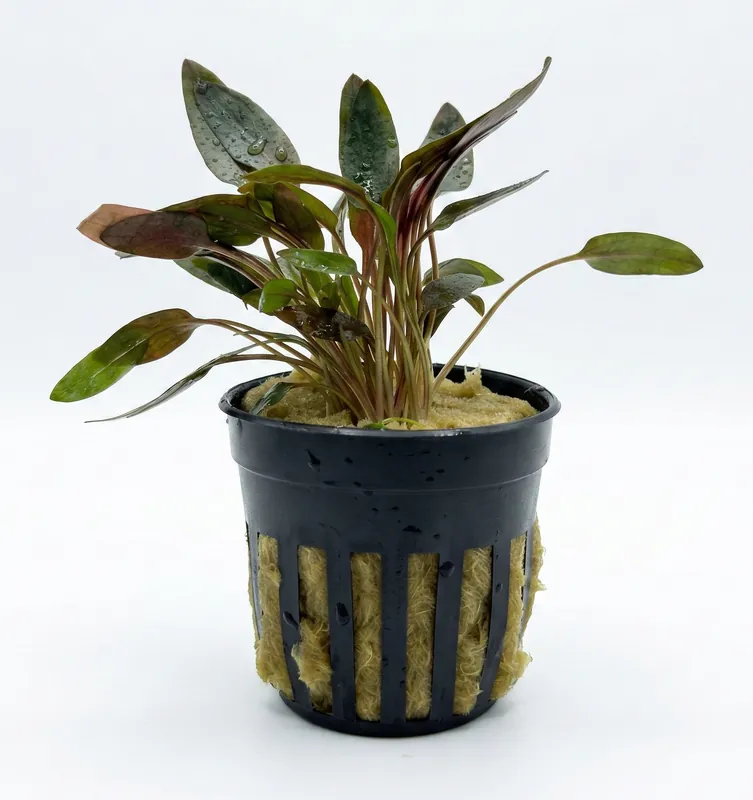 Cryptocoryne Wendtii Indonesia - Cuboid Nature Aquarium