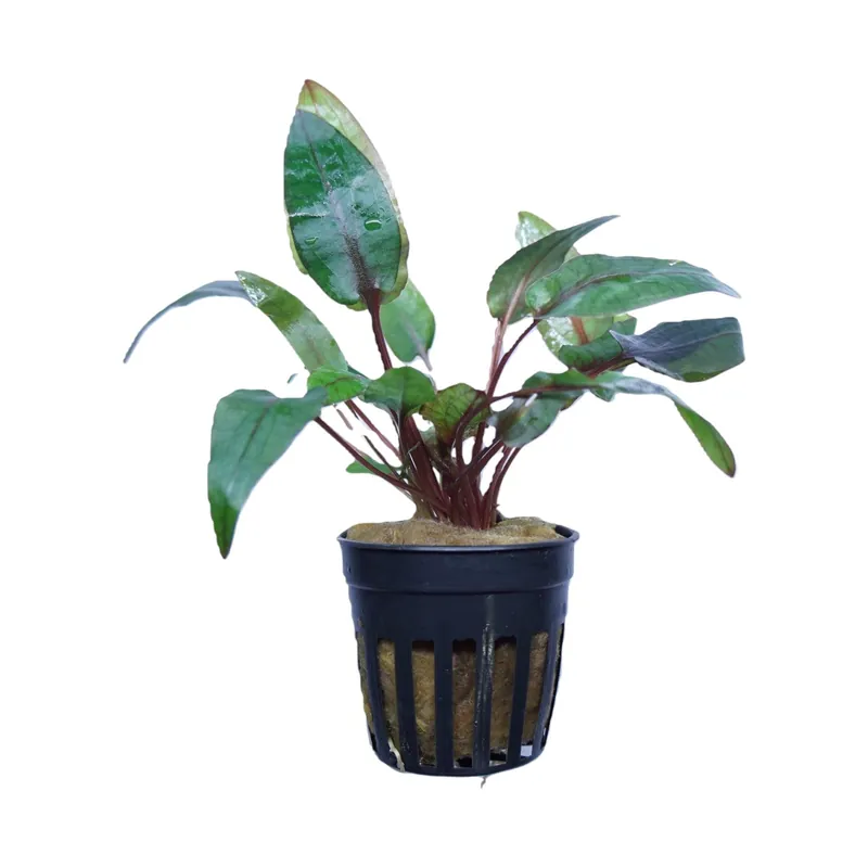 Cryptocoryne Wendtii Tropica - Cuboid Nature Aquarium
