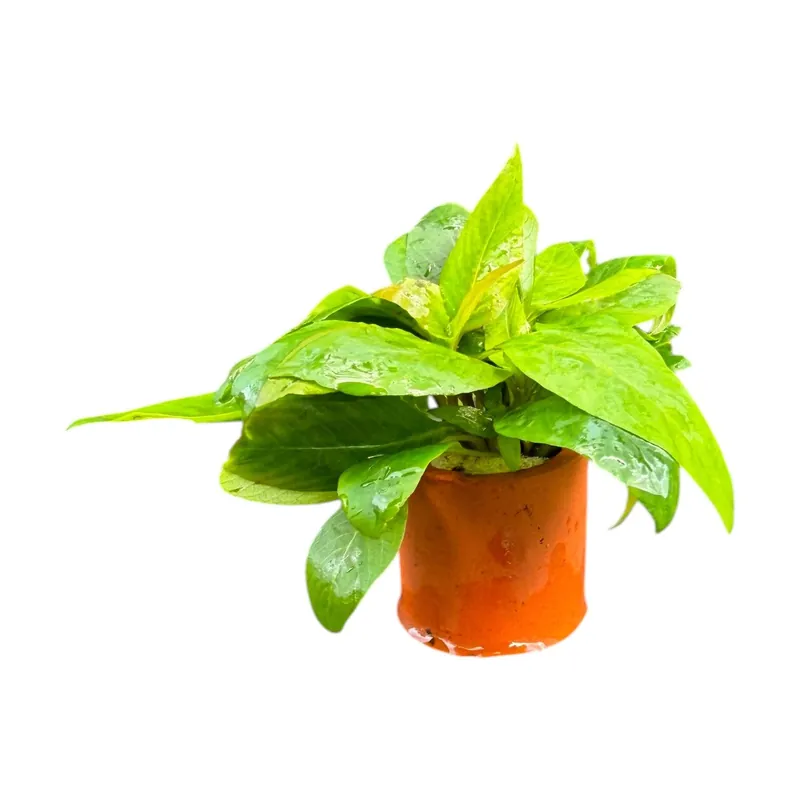 Hygrophila Corymbosa Compacta - Cuboid Nature Aquarium