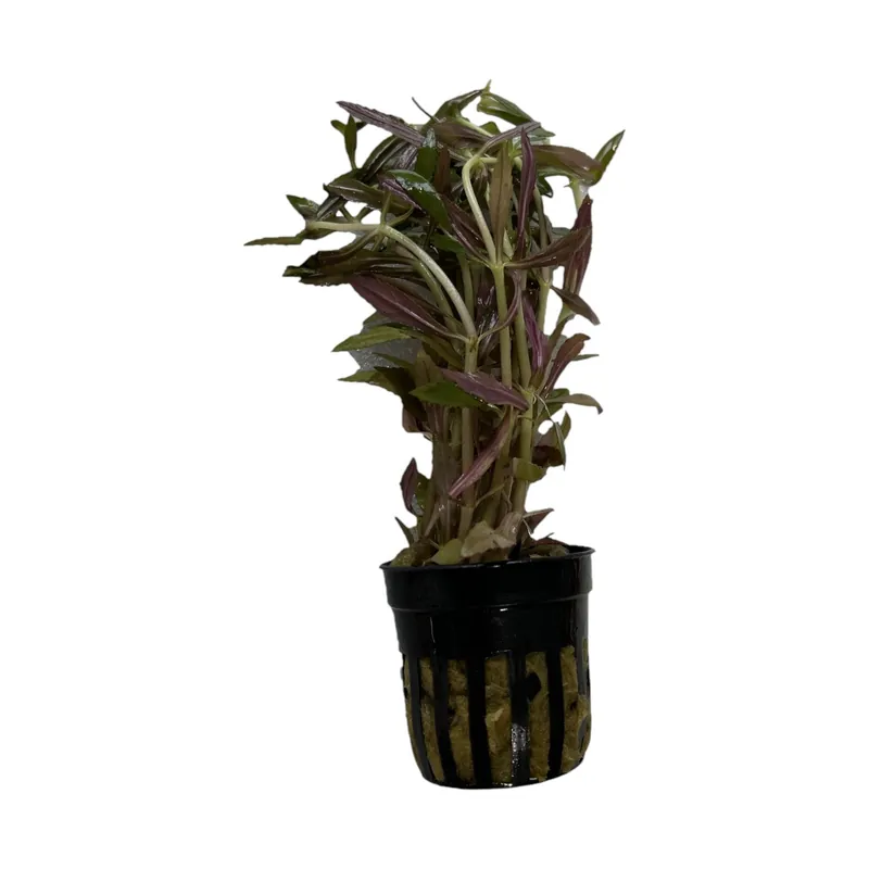 Limnophila Aromatica - Cuboid Nature Aquarium