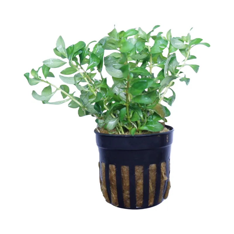 Ludwigia Inclinata Verticillata Curly - Cuboid Nature Aquarium