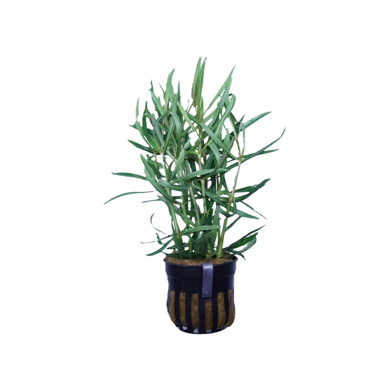 Pogostemon Stellatus - Cuboid Nature Aquarium