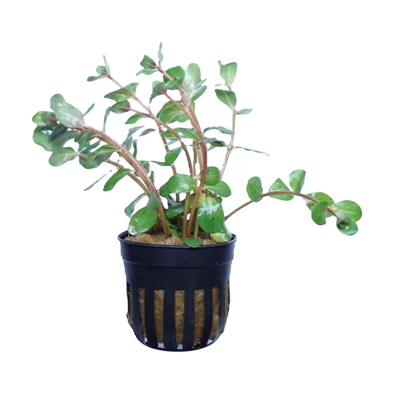 Rotala Rotundifolia Hra - Cuboid Nature Aquarium