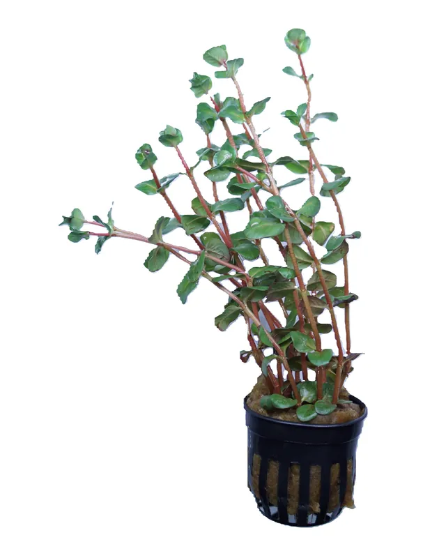 Rotala Macrandra Mini Pink - Cuboid Nature Aquarium