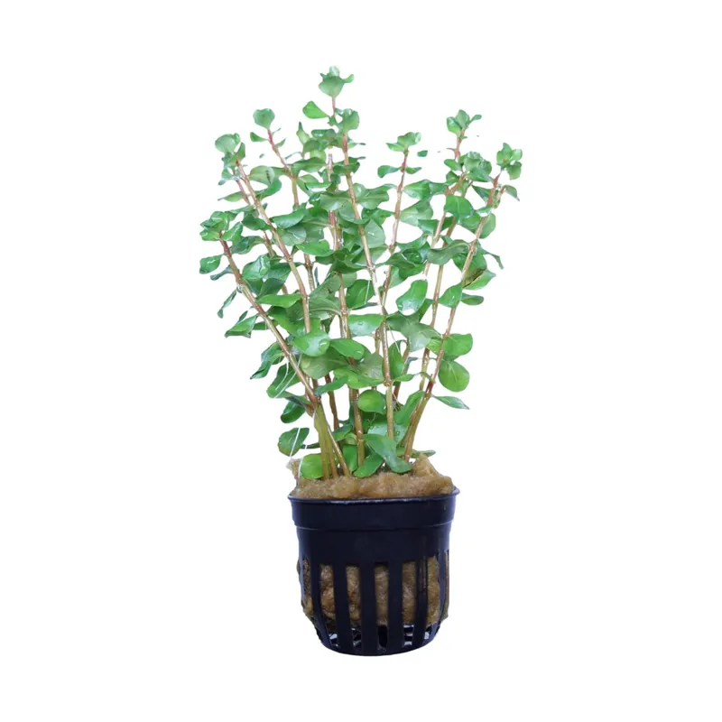 Rotala Macrandra Bangladesh - Cuboid Nature Aquarium