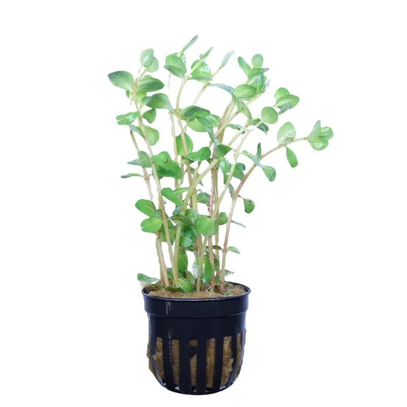 Rotala Rotundifolia Orange Juice - Cuboid Nature Aquarium