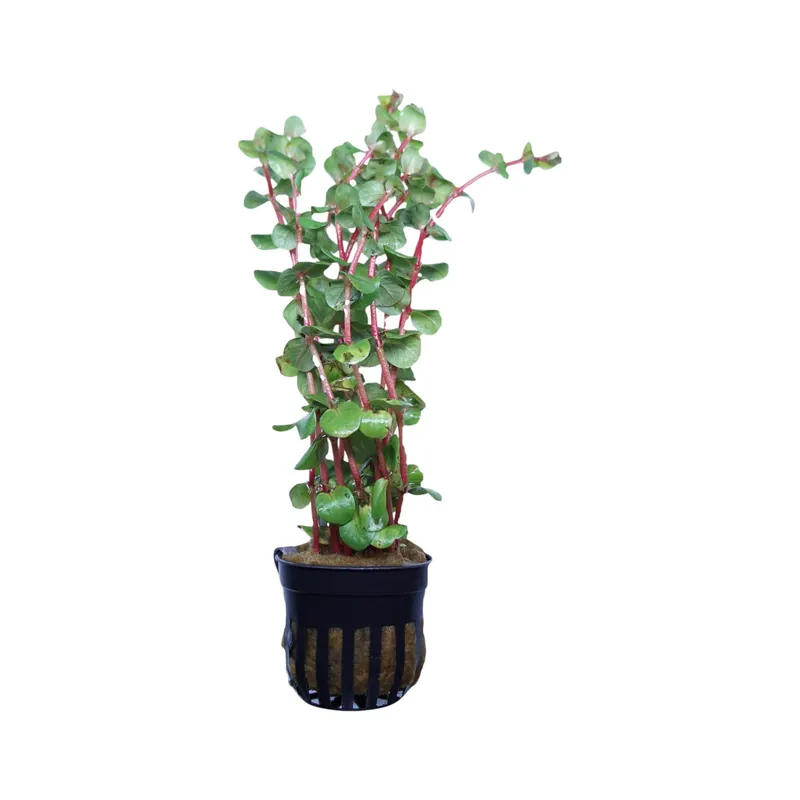 Rotala Rotundifolia Red - Cuboid Nature Aquarium