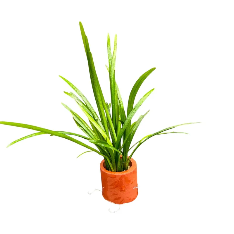 Sagittaria Pusilla - Cuboid Nature Aquarium