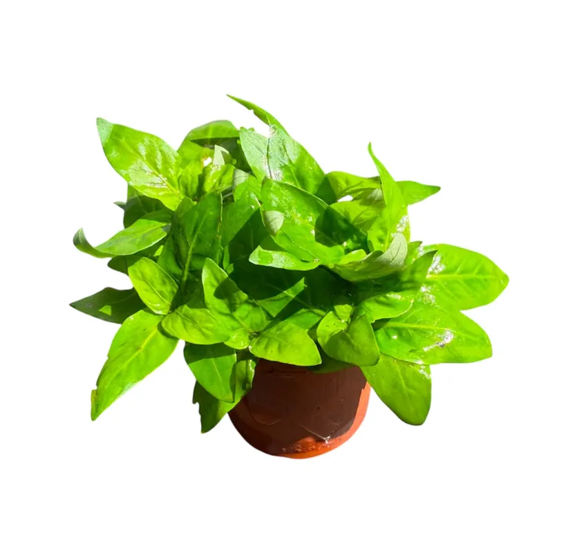 Staurogyne Repens - Cuboid Nature Aquarium