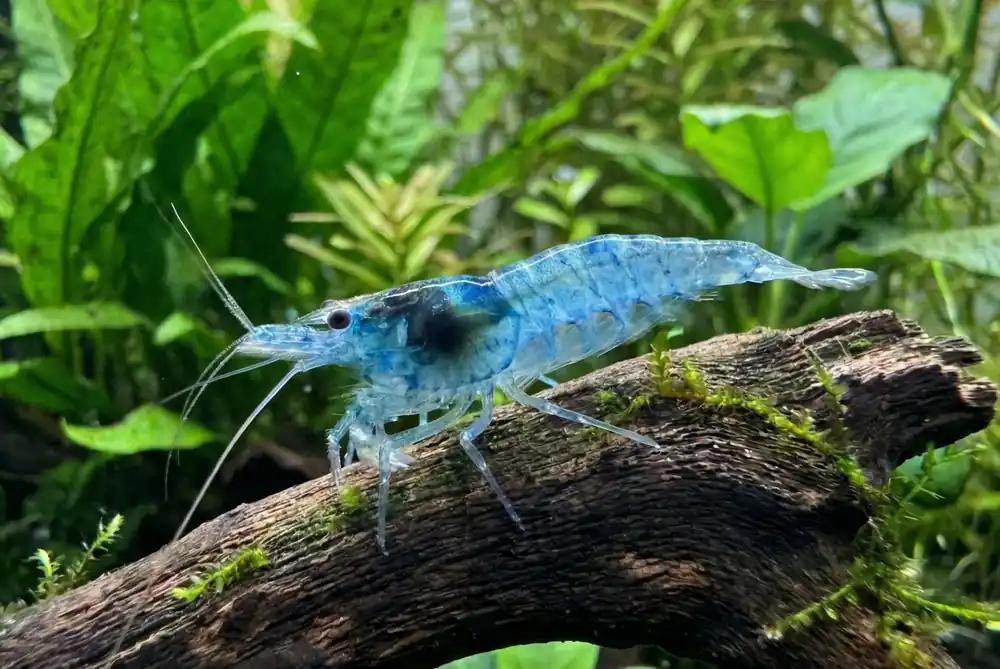 Blue Jelly Neocaridina Shrimp - Cuboid Nature Aquarium
