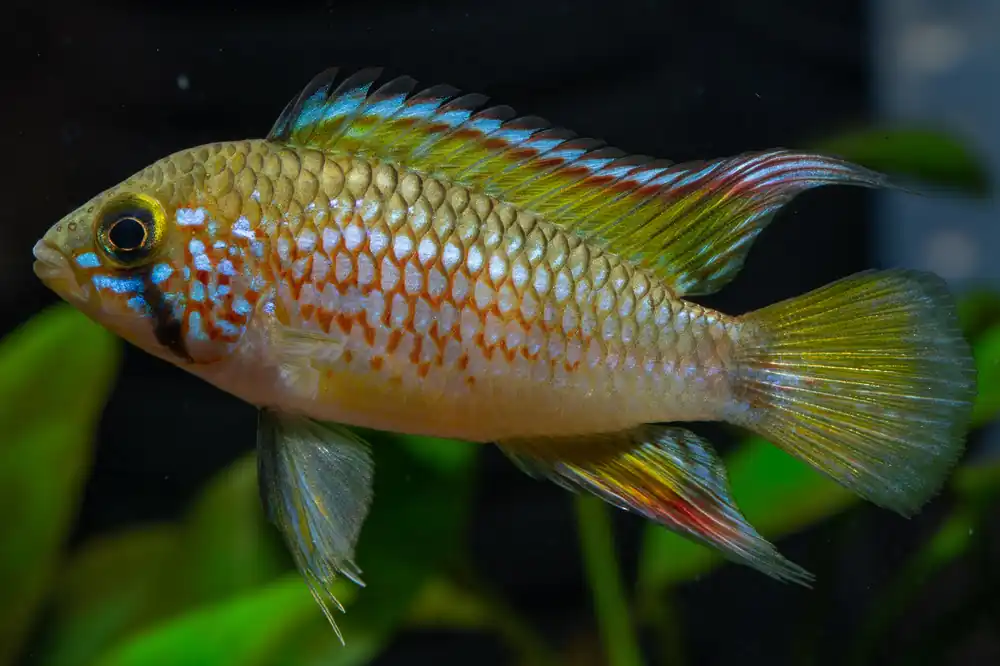 Pebas Apistogramma - Cuboid Nature Aquarium