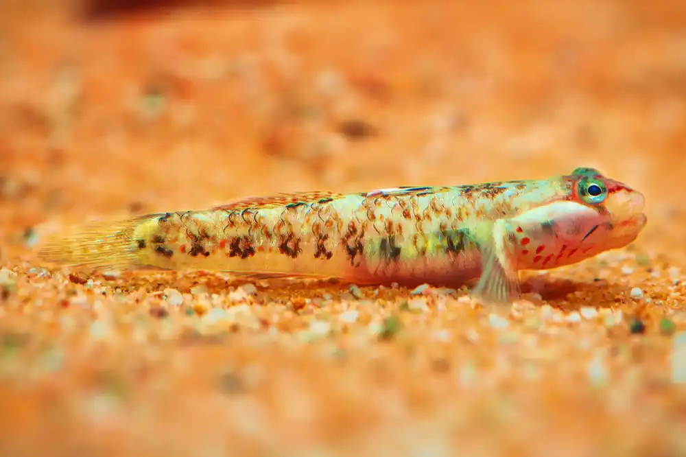 White Cheek Goby - Cuboid Nature Aquarium