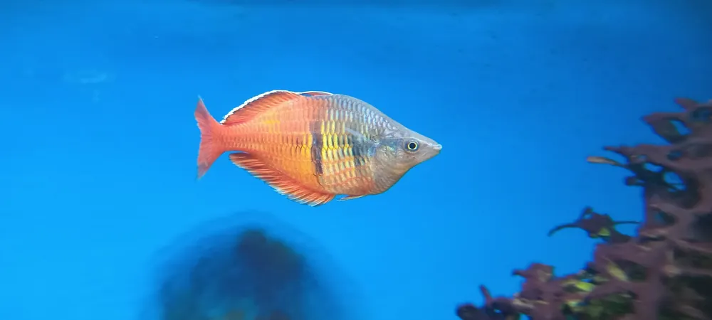 Red Boesemani Rainbow - Cuboid Nature Aquarium