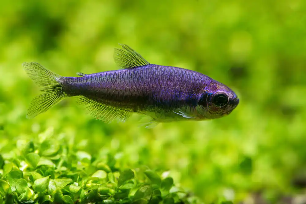 Kerri Tetra - Cuboid Nature Aquarium