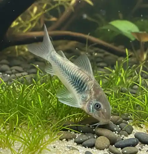 Green Aeneus Corydoras - Cuboid Nature Aquarium